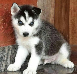 Foto №1.  - zum Verkauf in der Stadt Antheia | 484€ | Ankündigung № 161134