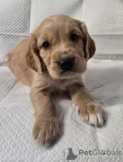 Foto №2 zu Ankündigung № 161376 zu verkaufen cavalier king charles spaniel - einkaufen USA quotient 	ankündigung