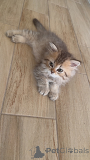 Foto №1. britisch langhaar - zum Verkauf in der Stadt Genf | verhandelt | Ankündigung № 147416