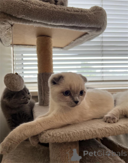 Foto №1. schottische faltohrkatze - zum Verkauf in der Stadt Böblingen | 350€ | Ankündigung № 153582