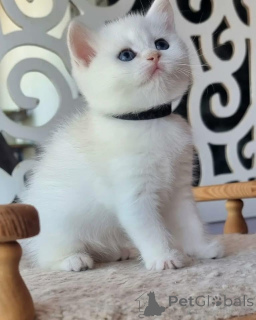 Foto №1. schottische faltohrkatze - zum Verkauf in der Stadt Annemasse | 750€ | Ankündigung № 162856