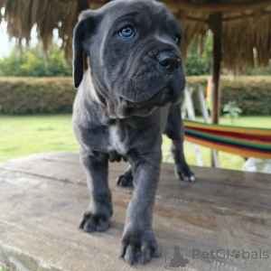 Foto №3. Majestätische Cane Corso-Welpen, treue Wächter mit einem Herz aus Gold. Polen