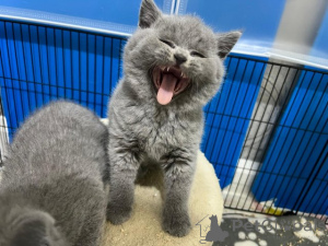 Foto №3. Gut zu Hause ausgebildete Britisch-Kurzhaar-Kätzchen. Deutschland