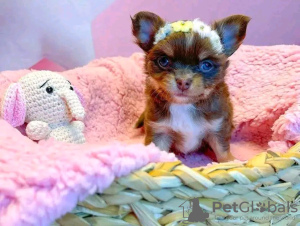Foto №2 zu Ankündigung № 133506 zu verkaufen chihuahua - einkaufen USA quotient 	ankündigung
