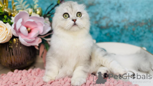 Foto №1. schottische faltohrkatze - zum Verkauf in der Stadt Kiew | 531€ | Ankündigung № 149534
