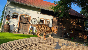 Foto №3. Atemberaubende bengalische Kätzchen zum Verkauf, gesund, verspielt und bereit. Deutschland