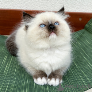 Foto №3. Ragdoll-Kätzchen zum Verkauf Flauschige, hypoallergene Ragdoll-Begleiter mit. Dänemark