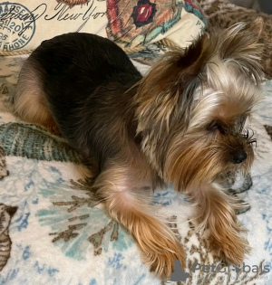 Foto №2 zu Ankündigung № 126836 zu verkaufen yorkshire terrier - einkaufen Frankreich züchter