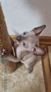 Foto №2 zu Ankündigung № 64325 zu verkaufen sphynx cat - einkaufen Russische Föderation quotient 	ankündigung