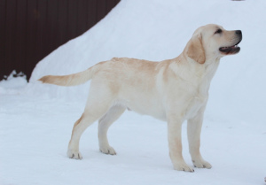 Foto №2 zu Ankündigung № 1758 zu verkaufen labrador retriever - einkaufen Russische Föderation vom kindergarten