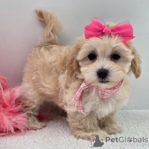 Foto №1. maltipu - zum Verkauf in der Stadt Aizlenten | 350€ | Ankündigung № 151383