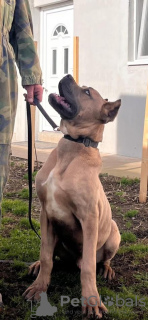 Foto №2 zu Ankündigung № 132596 zu verkaufen cane corso italiano - einkaufen Serbien züchter