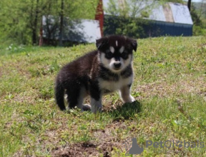 Foto №3. Supersüße und liebe männliche und weibliche Alaskan Malamutes zu verkaufen. Deutschland