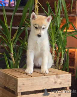 Foto №2 zu Ankündigung № 145313 zu verkaufen siberian husky - einkaufen Spanien quotient 	ankündigung, züchter