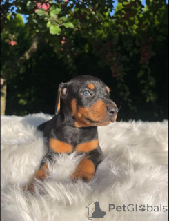 Foto №3. Dobermann-Welpen zur Adoption.. Finnland