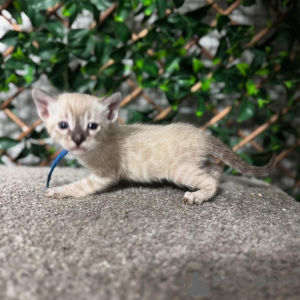 Foto №3. Bengalische Kätzchen Exotische Eleganz trifft den Familienspaß. Schweiz