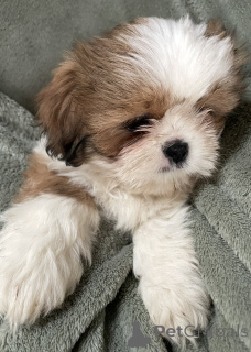 Foto №2 zu Ankündigung № 163982 zu verkaufen shih tzu - einkaufen USA quotient 	ankündigung