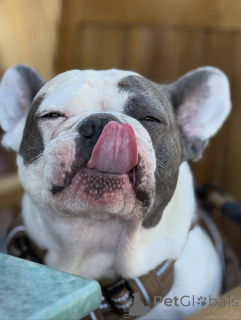 Foto №4. Ich werde verkaufen französische bulldogge in der Stadt Londoner Bezirk von Camden. quotient 	ankündigung - preis - 500€