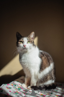 Foto №1.  - zum Verkauf in der Stadt Chimki | Frei | Ankündigung № 159179