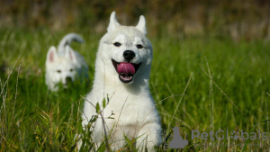 Foto №1. otterhund - zum Verkauf in der Stadt Belgrad | verhandelt | Ankündigung № 126735