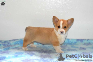 Foto №2 zu Ankündigung № 63529 zu verkaufen welsh corgi - einkaufen USA 