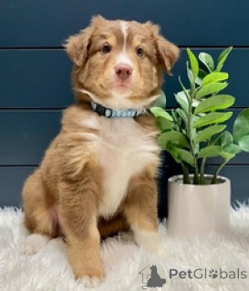 Foto №1. australian shepherd - zum Verkauf in der Stadt Aarau | verhandelt | Ankündigung № 169537