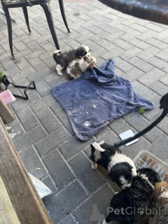 Foto №1. shih tzu - zum Verkauf in der Stadt Athen | 291€ | Ankündigung № 174591