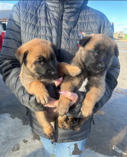 Foto №1. belgischer schäferhund - zum Verkauf in der Stadt Albany | verhandelt | Ankündigung № 160439