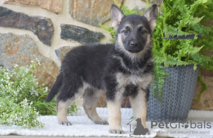 Foto №1. deutscher schäferhund - zum Verkauf in der Stadt Larnaca | 568€ | Ankündigung № 103930