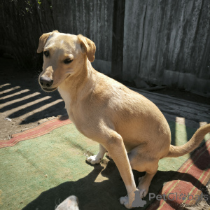 Foto №3. Nicht wie alle anderen! Hund namens Karamel.. Russische Föderation