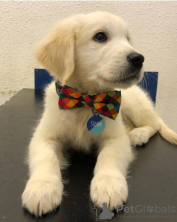 Foto №2 zu Ankündigung № 88534 zu verkaufen golden retriever - einkaufen Schweden quotient 	ankündigung