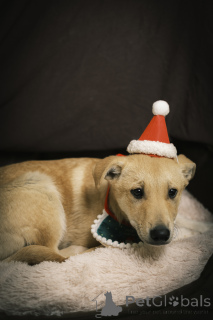 Foto №2 zu Ankündigung № 135444 zu verkaufen mischlingshund - einkaufen Russische Föderation quotient 	ankündigung