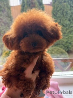 Foto №1. pudel (zwerg) - zum Verkauf in der Stadt Krasnodar | 2695€ | Ankündigung № 155083