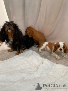 Foto №1. cavalier king charles spaniel - zum Verkauf in der Stadt Берлинген | 420€ | Ankündigung № 90321