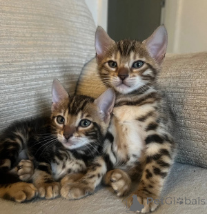 Foto №1. bengal katzenrasse - zum Verkauf in der Stadt Oberhaching | 350€ | Ankündigung № 174769