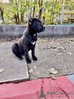 Foto №3. Cane Corso. Serbien