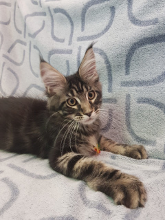 Foto №3. Katzenzucht Maine Coon Showklasse, 3 Monate. Slowenien