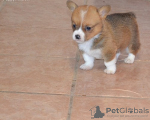 Foto №2 zu Ankündigung № 44886 zu verkaufen welsh corgi - einkaufen Litauen quotient 	ankündigung