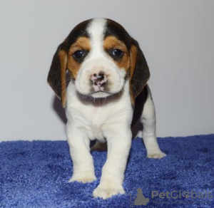 Foto №1. beagle - zum Verkauf in der Stadt Paris | verhandelt | Ankündigung № 76030