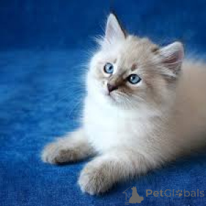 Foto №4. Ich werde verkaufen sibirische katze in der Stadt Helsinki. quotient 	ankündigung, züchter - preis - 450€