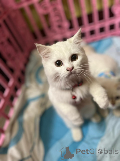 Foto №1. perserkatze - zum Verkauf in der Stadt Berlin | 550€ | Ankündigung № 163092