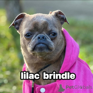 Foto №2 zu Ankündigung № 138674 zu verkaufen otterhund - einkaufen Serbien 