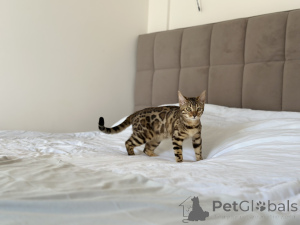 Foto №4. Ich werde verkaufen bengal katzenrasse in der Stadt Kansas City. quotient 	ankündigung, vom kindergarten, aus dem tierheim, züchter - preis - verhandelt