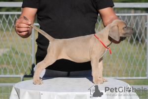 Foto №4. Ich werde verkaufen cane corso italiano in der Stadt Belgrad. züchter - preis - verhandelt