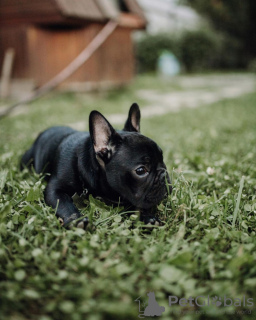 Foto №3. Französische Bulldogge. Deutschland