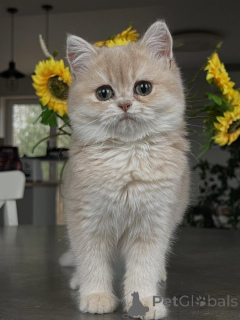 Foto №3. Funkelnde Smaragdaugen und seidig weißes Fell Lernen Sie das Chinchilla-Kätzchen. Deutschland