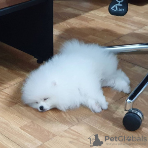 Foto №2 zu Ankündigung № 130656 zu verkaufen pommersche spitz - einkaufen Deutschland quotient 	ankündigung