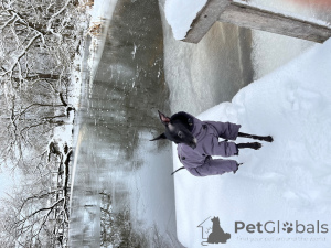 Foto №3. Jungen Levgate mit einem Stammbaum zum Stricken in Weißrussland. Ankündigung № 137743