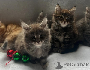 Foto №4. Ich werde verkaufen maine-coon-katze in der Stadt Vienna. züchter - preis - 120€