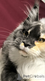 Foto №3. Mainecoon. Niederlande